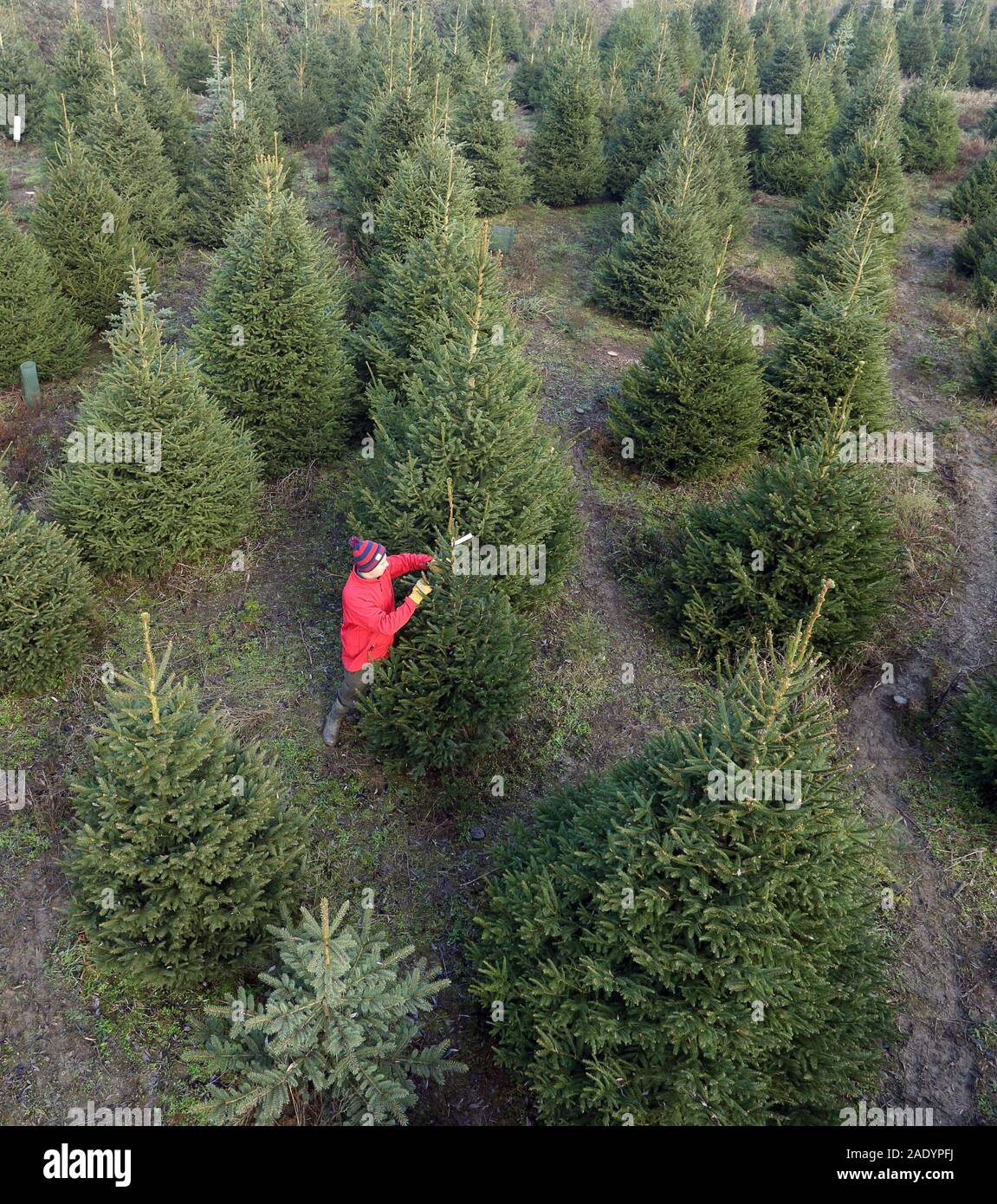 Tallington Christmas Trees are busy with customer orders as Will Thurlby selects a Christmas tree from over 7 acres of Norway Spruce and Blue Spruce from the family-run Tallington Farm, near Stamford, Lincs., on December 4, 2019. Stock Photo