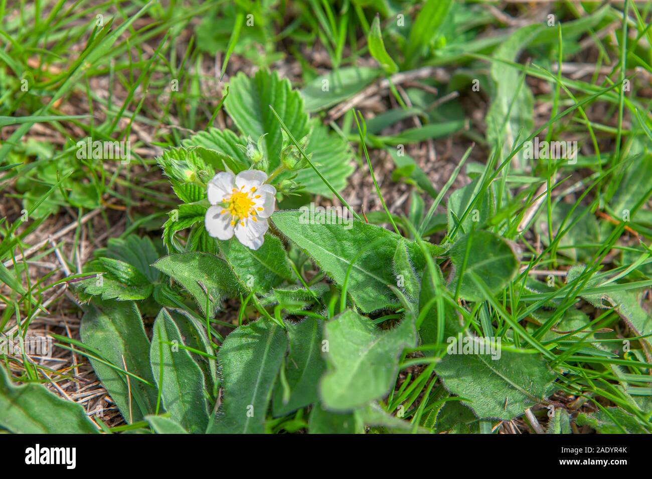 wild strawberry flower , plant details Stock Photo - Alamy