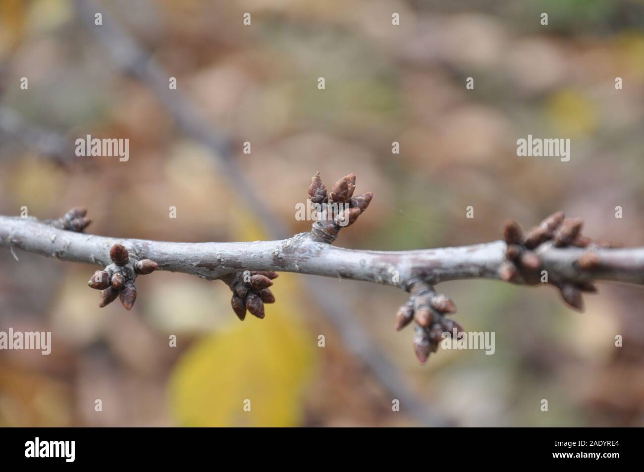 The buds in the cherry tree in winter close up Stock Photo