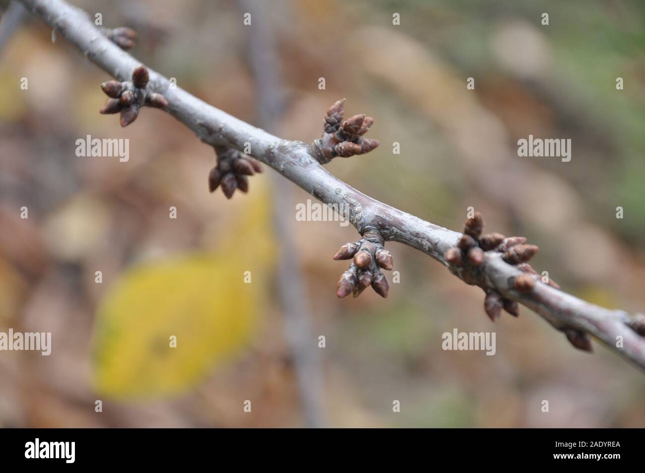 The buds in the cherry tree in winter close up Stock Photo