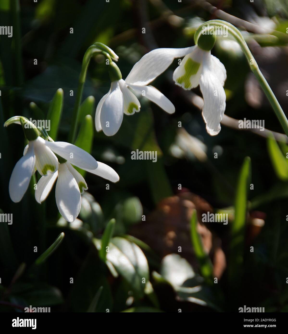 Galanthus nivalis elwesii hi-res stock photography and images - Alamy