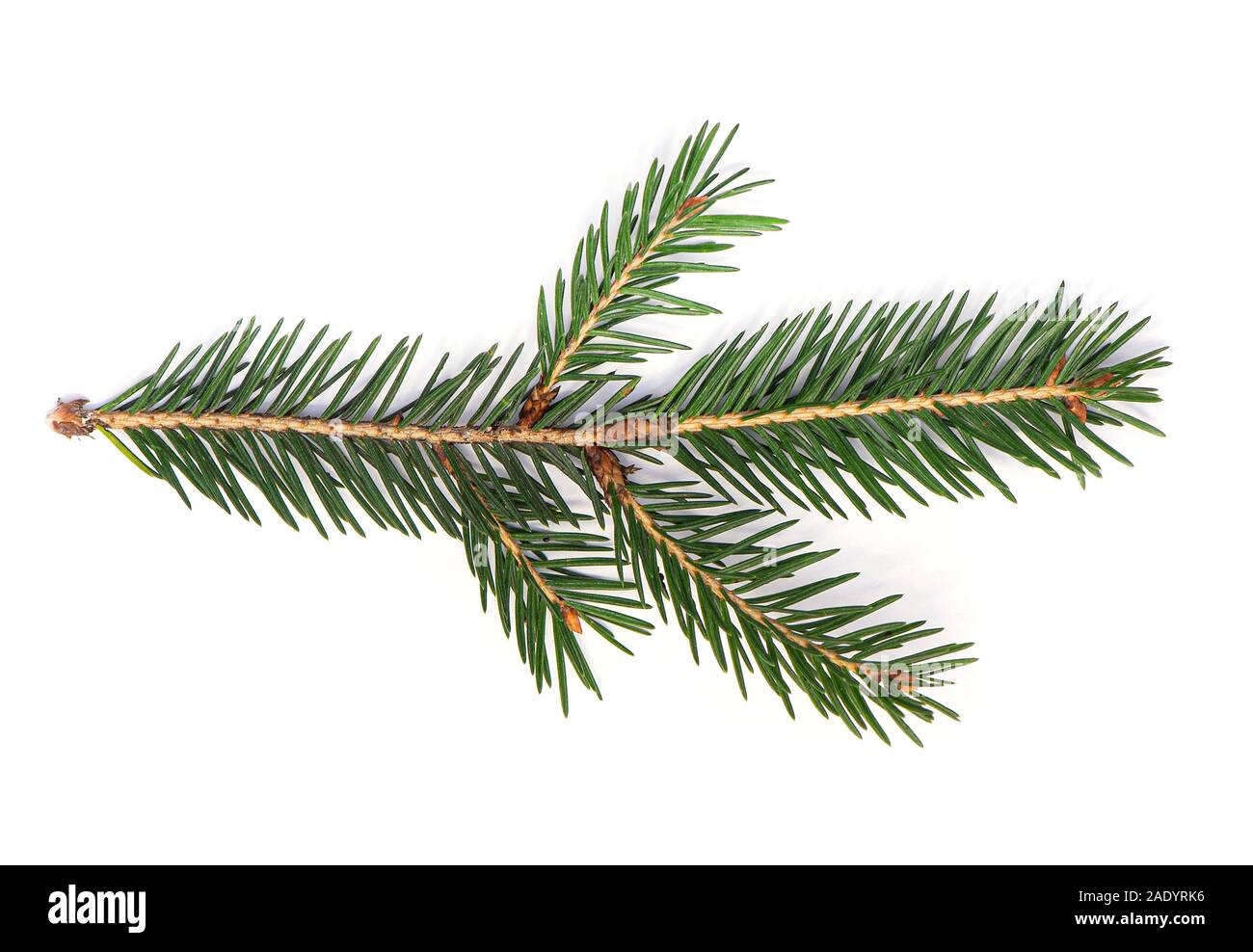 Fir Tree Branch, Pine Tree Branch isolated on white Background Stock