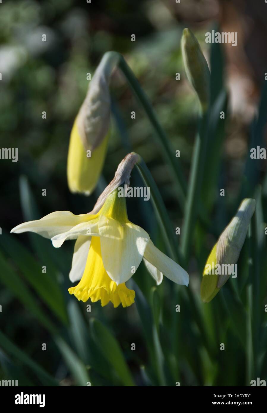 'February Silver'  dwarf Trumpet narcissus cultivar with green, strap-like foliage, creamy-white outer petals and a contrasting pale-yellow trumpet Stock Photo
