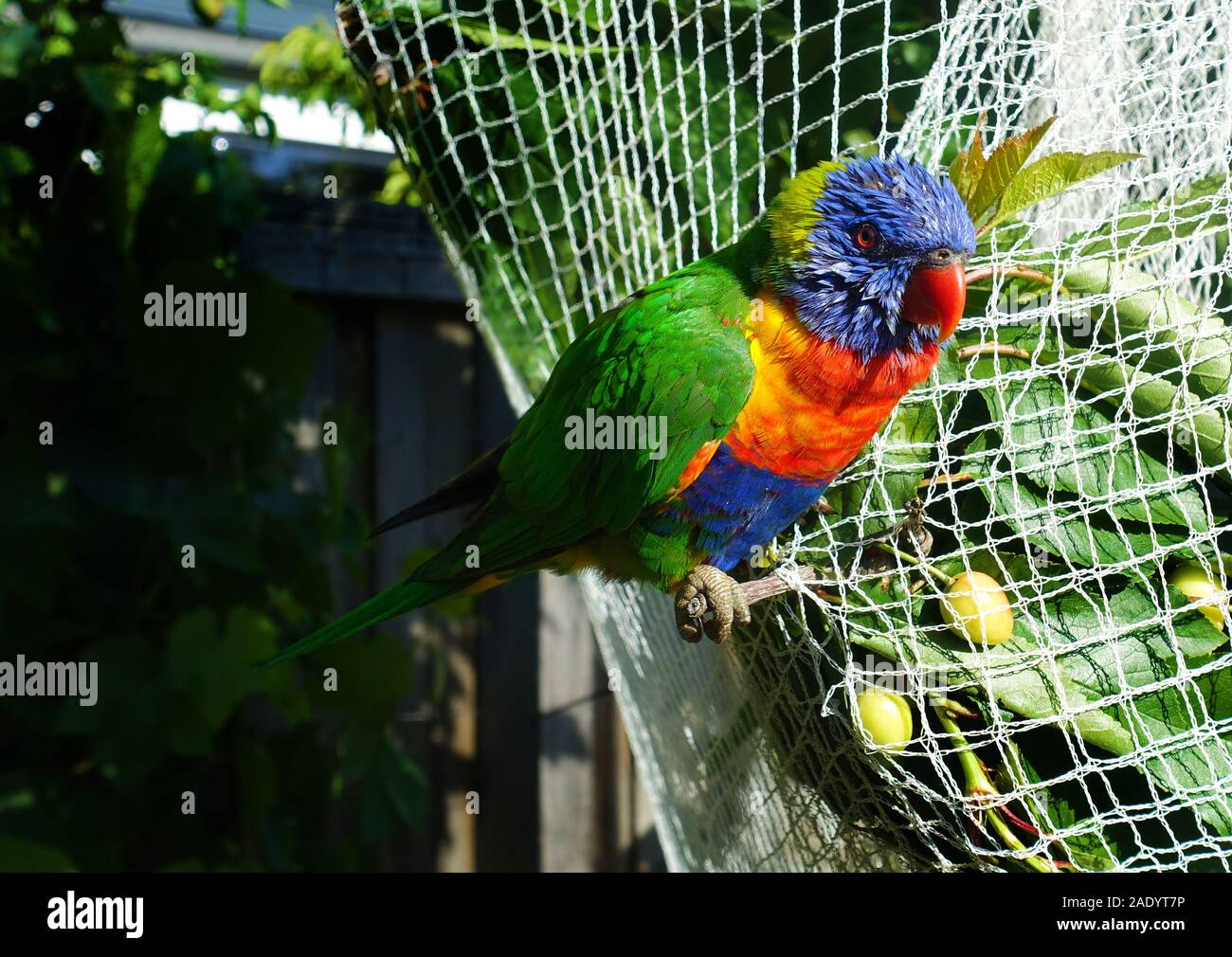 Australian backyard birds hires stock photography and images Alamy