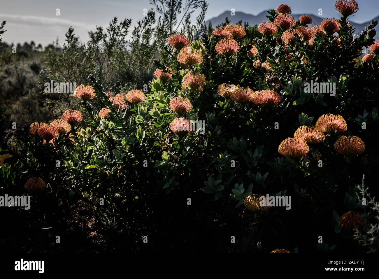 A pin cushion protea in spring bloom in South Africa's Western Cape Overberg region near the rural village of Stanford Stock Photo