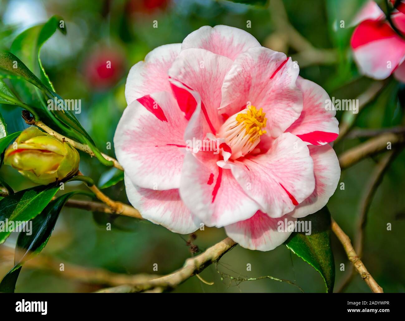 A pink and red variegated camellia blooms at Bellingrath Gardens, February 24, 2018, in Theodore, Alabama. Stock Photo