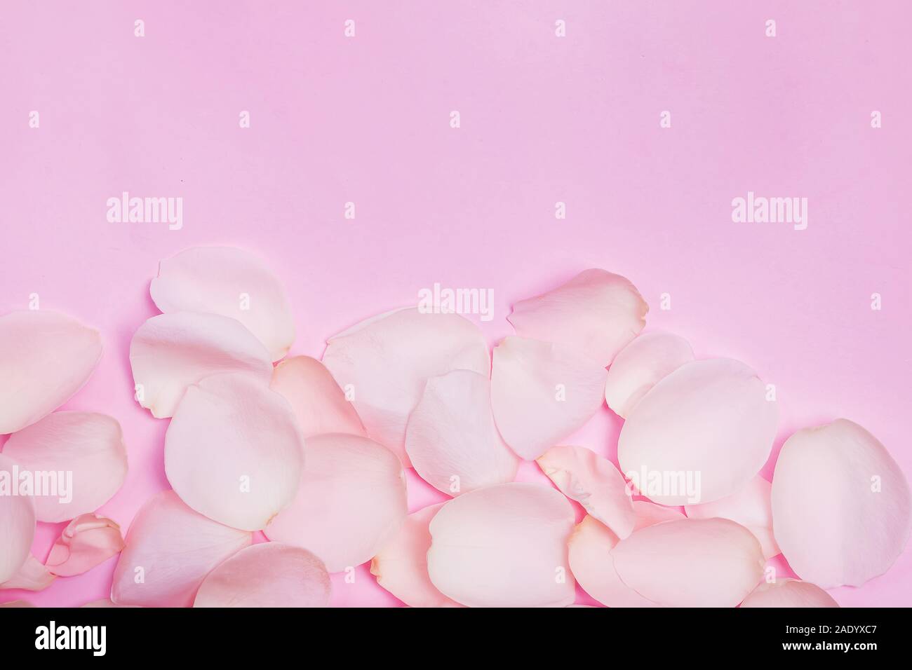 Rose petals on pink background with copy space Stock Photo
