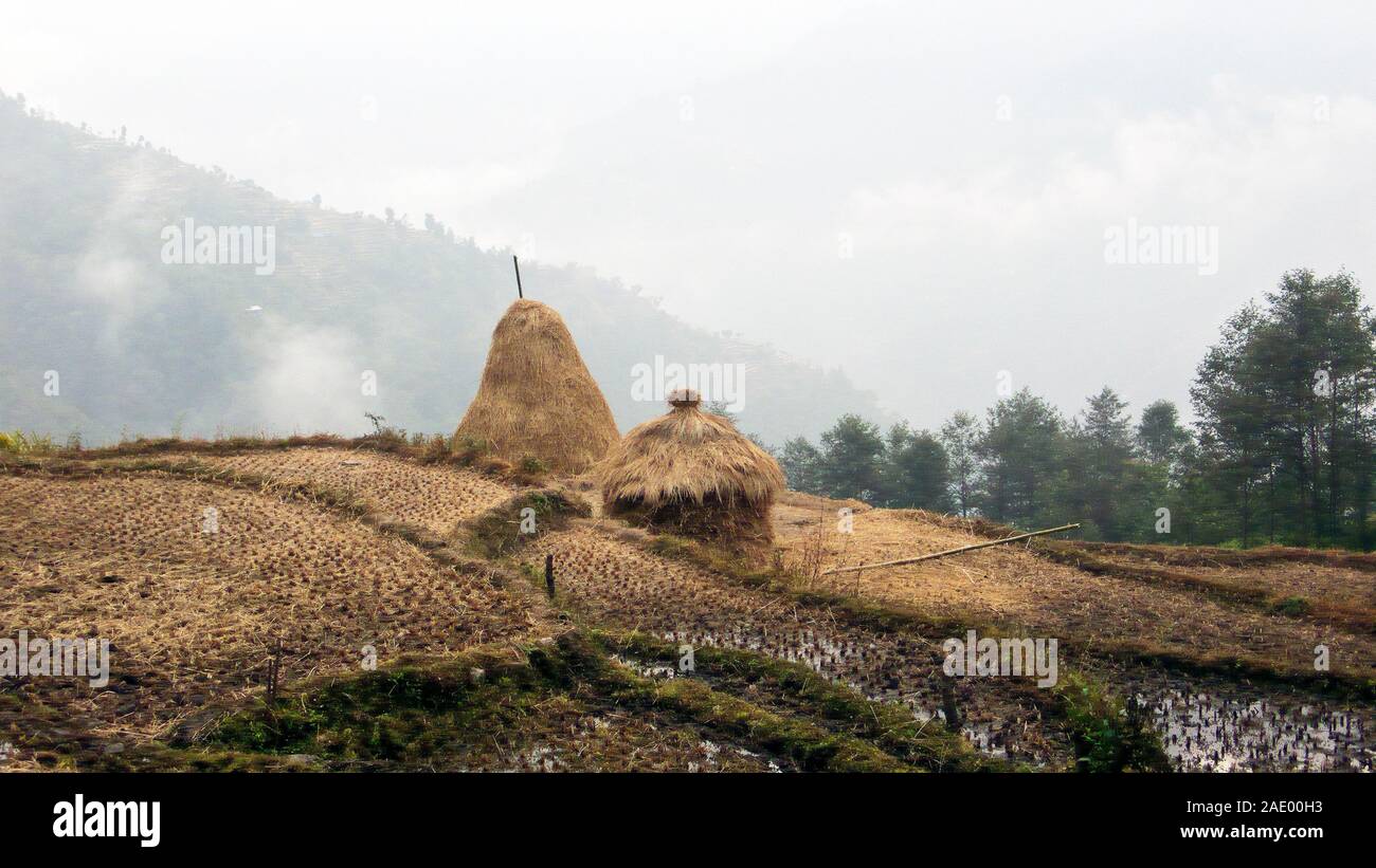 Harvested rice fields surrounding the village of Khebang, Taplejung District, Nepal Stock Photo