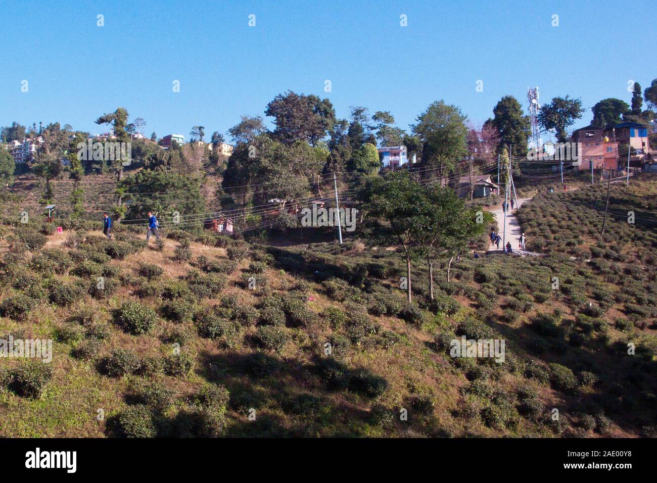 Ilam tea hi-res stock photography and images - Alamy