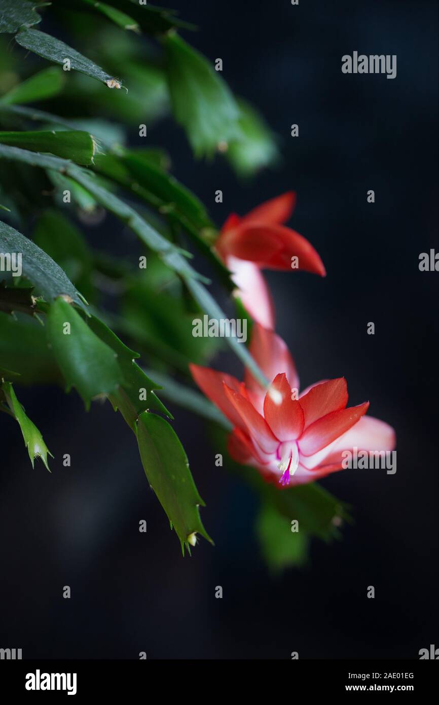 A flowering Schlumbergera, also known as Thanksgiving cactus