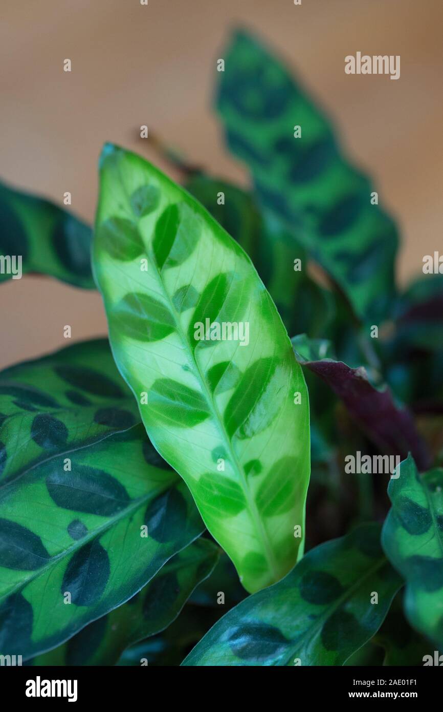 Close up of the leaves of a Calathea lancifolia houseplant. Stock Photo