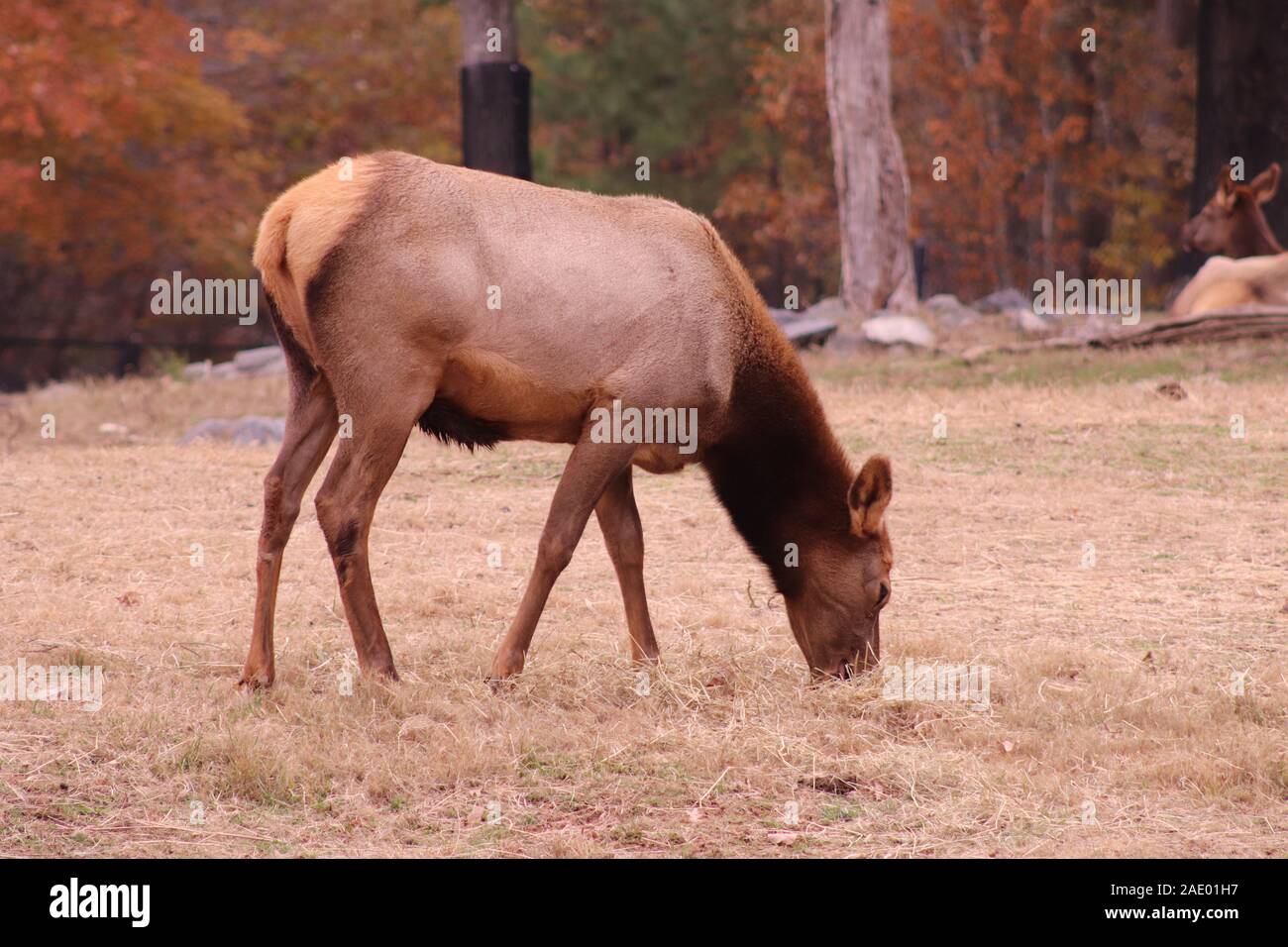 A female Elk (Cervus canadensis) at the NC Zoo. Stock Photo