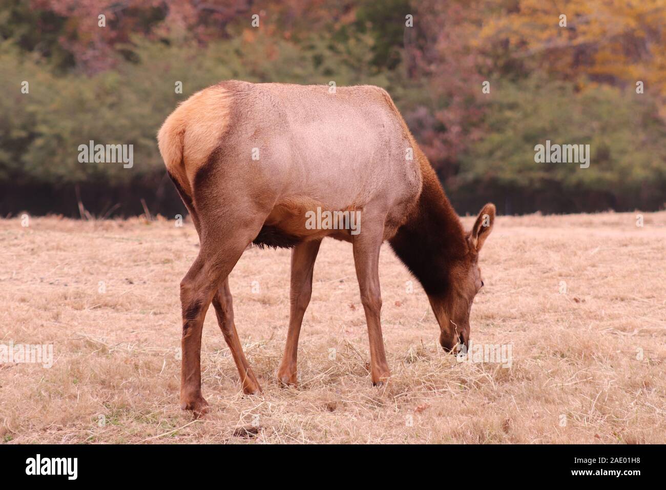 A female Elk (Cervus canadensis) at the NC Zoo. Stock Photo