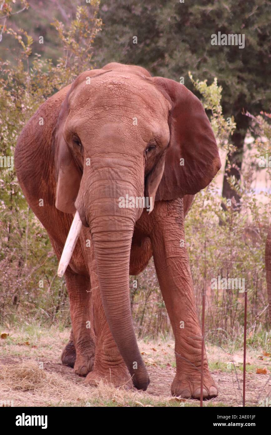 Smithsonian zoo elephant hires stock photography and images Alamy