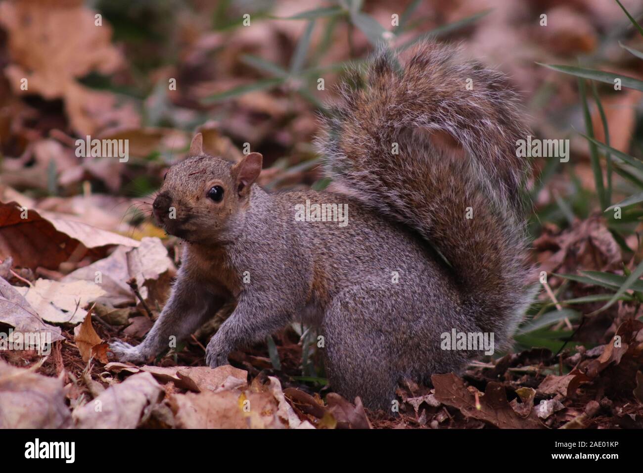 A Squirrel in North Carolina Stock Photo