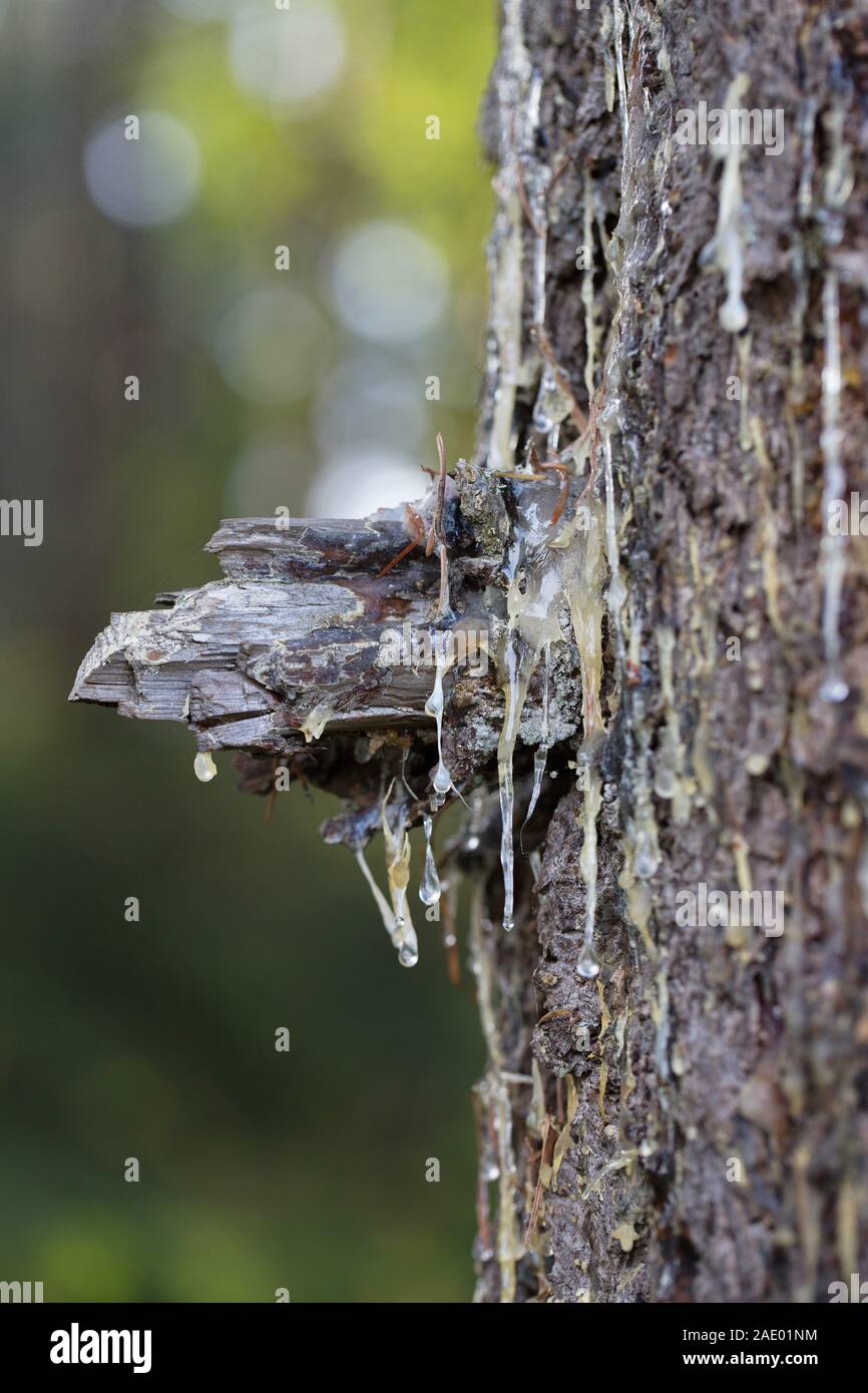 Pine sap dripping down the trunk of a pine tree Stock Photo Alamy