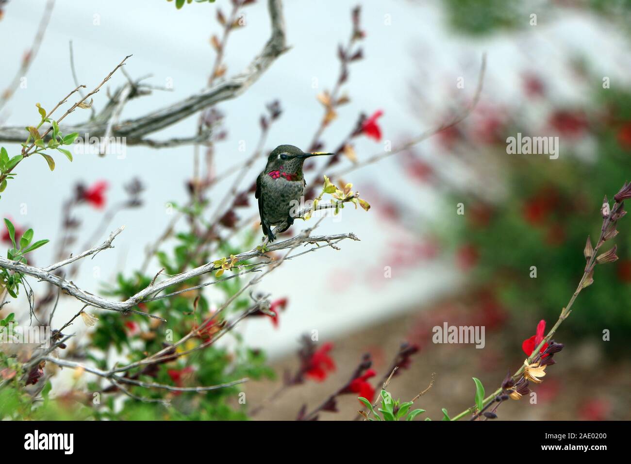 A ruby-throated hummingbird standing on the tree branch in front of  the famous resort Griffith Observatory, CA, US Stock Photo