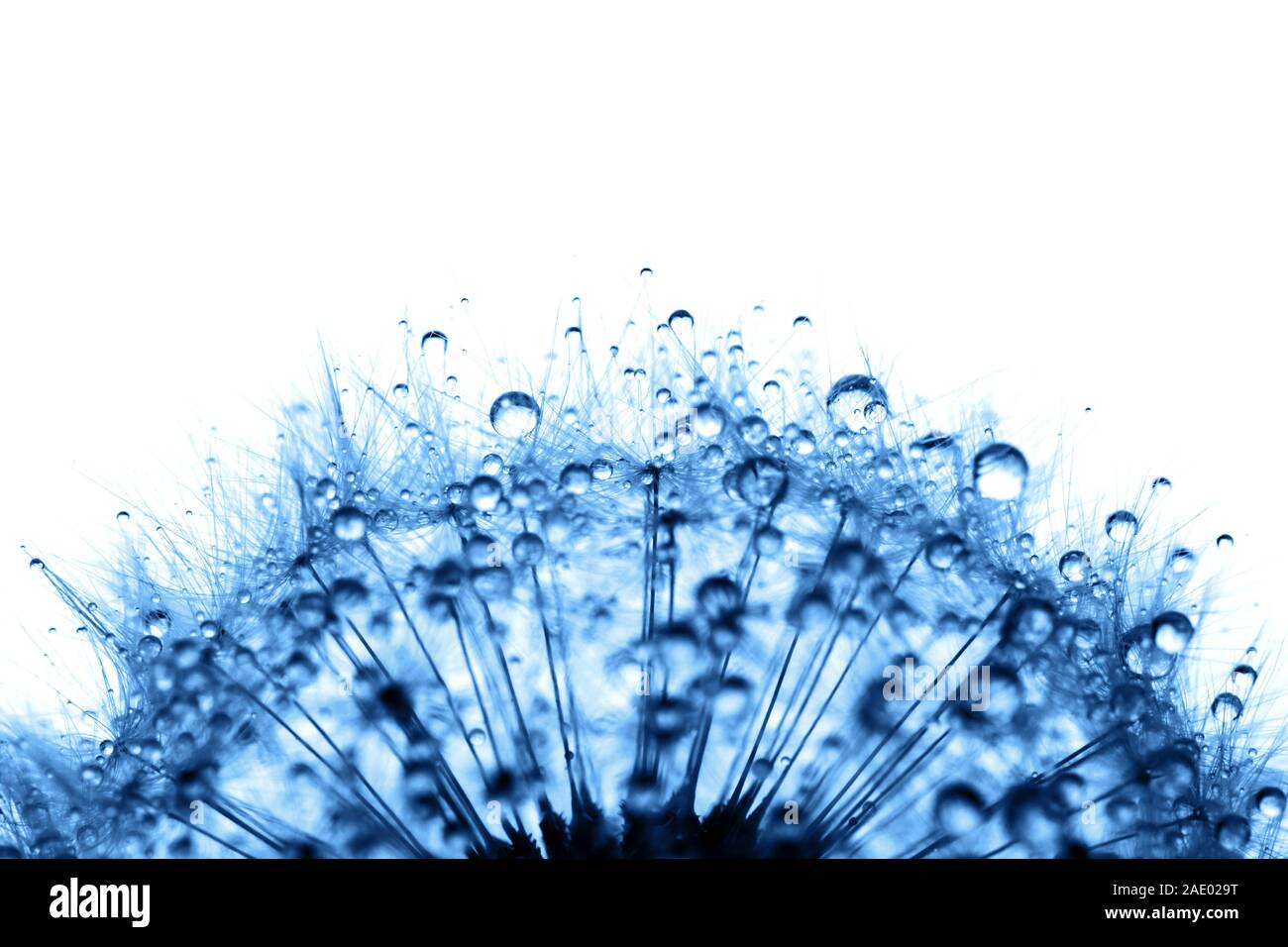 Dandelion in the dew drops on white background, macro. Place for text. Nature and eco concept. Stock Photo