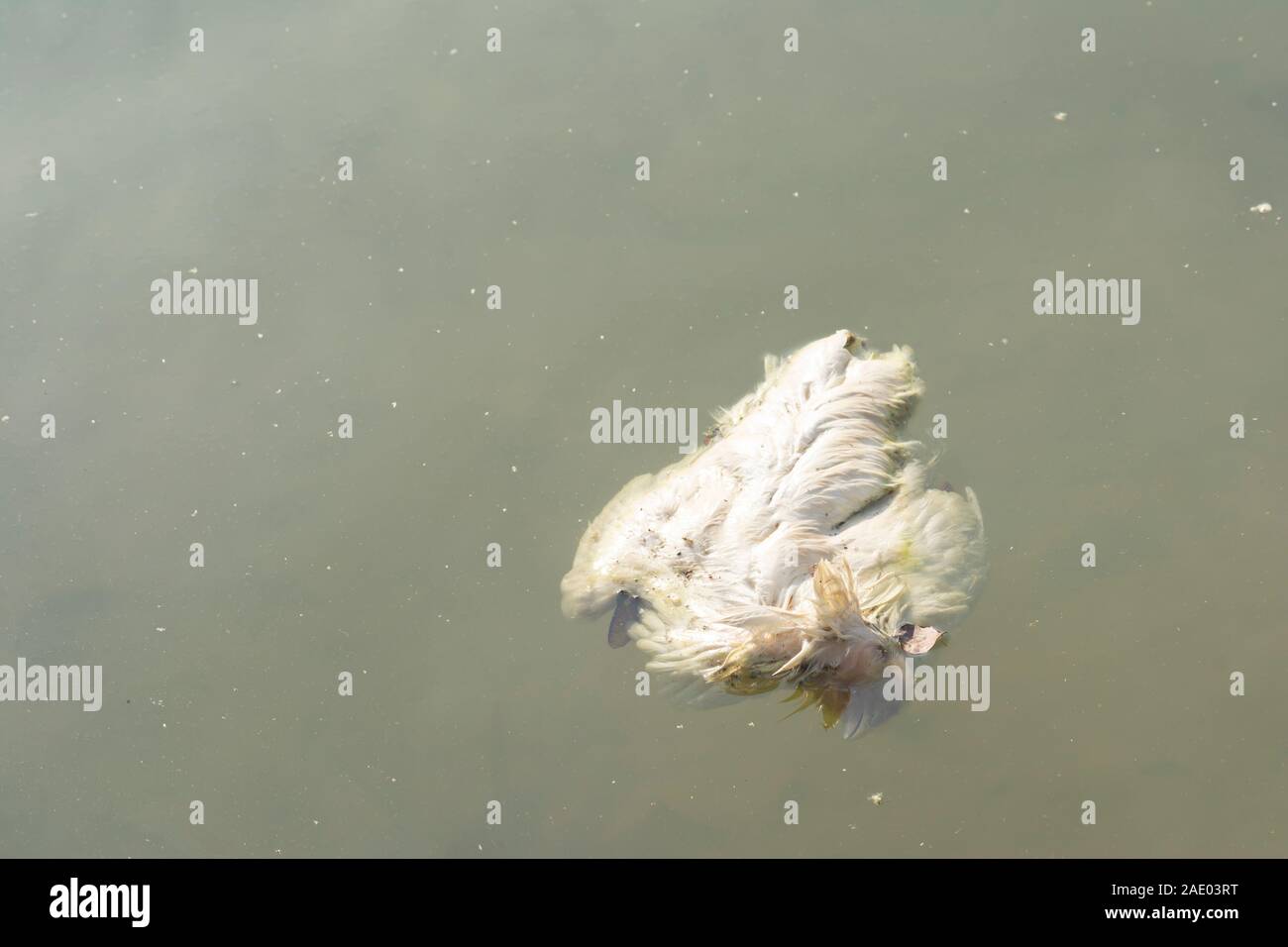 Corpse of dead white hen inside pool water, it cause environmental pollution and infection growth Stock Photo