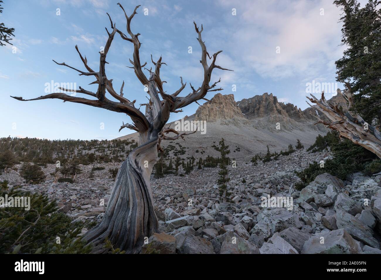 Bristlecone Pine at Sunset in Great Basin National Park Nevada Stock Photo