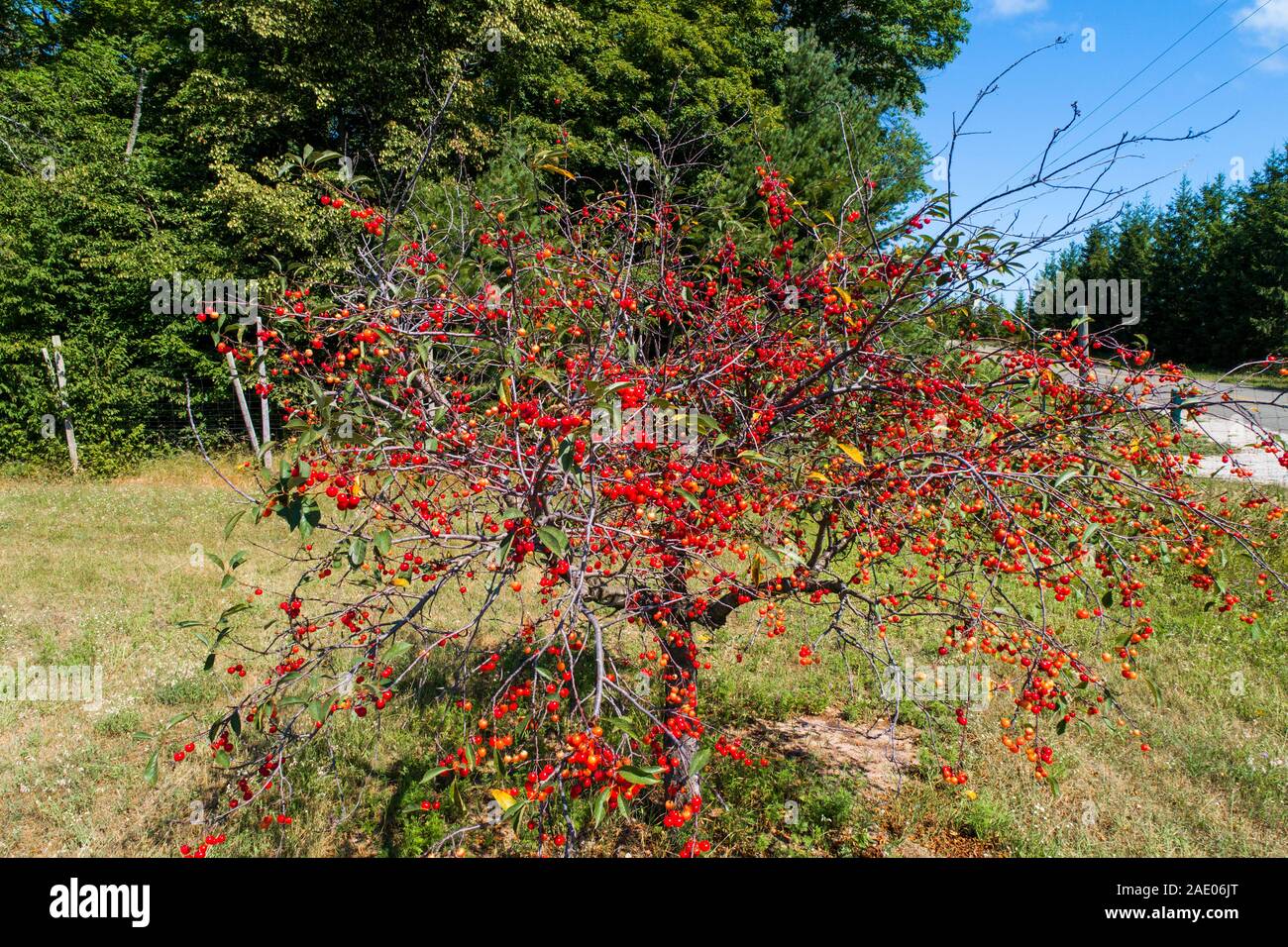 Cherry orchard Traverse City Michigan on Grand Traverse Bay Michigan
