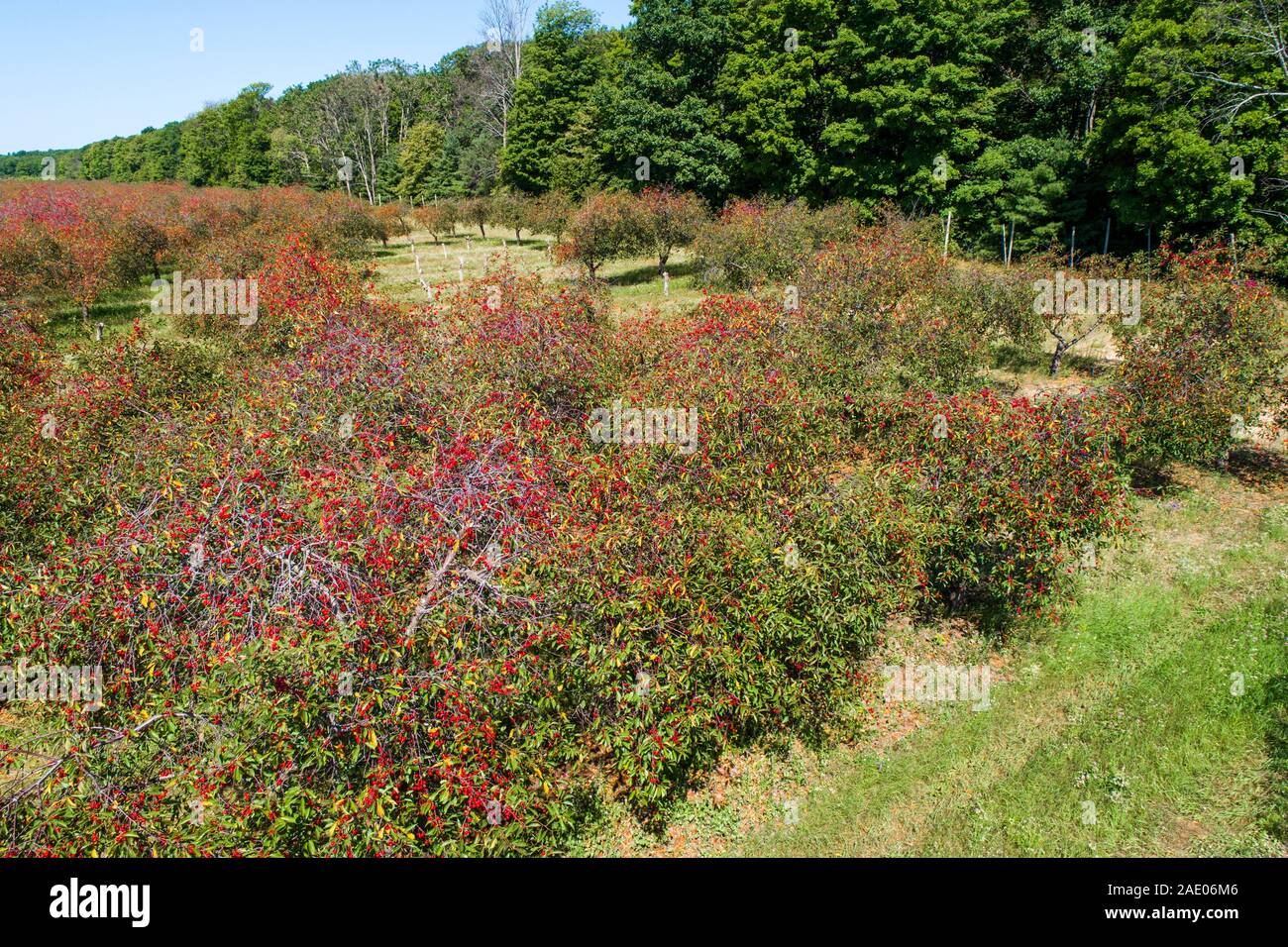 Cherry orchard Traverse City Michigan on Grand Traverse Bay Michigan