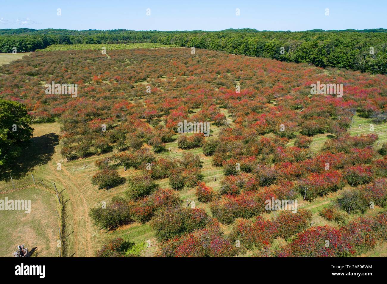 Cherry orchard Traverse City Michigan on Grand Traverse Bay Michigan