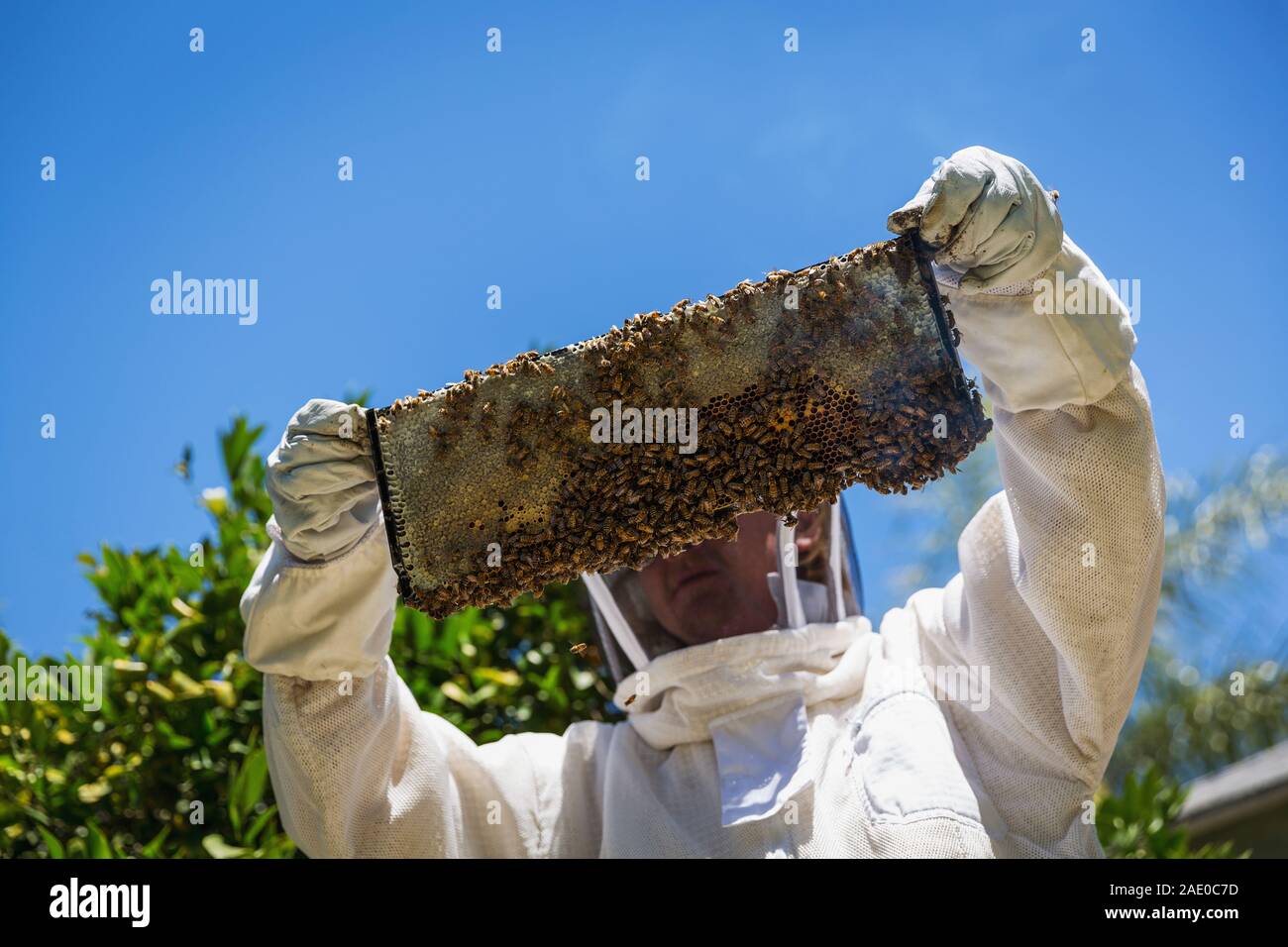 Man covered in bees hires stock photography and images Alamy