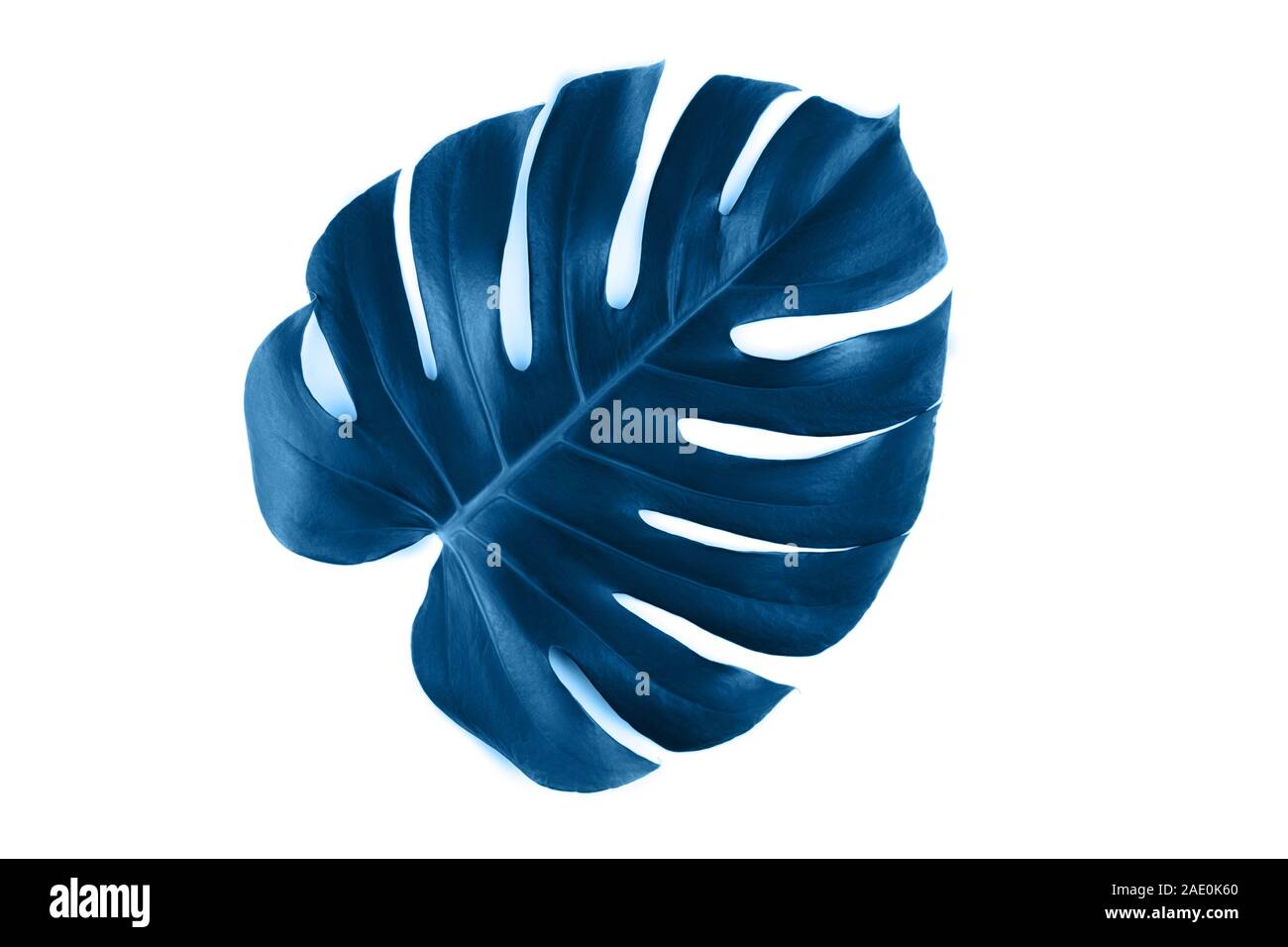 One tropical jungle monstera leaf isolated on white background. Flat lay  style Stock Photo - Alamy