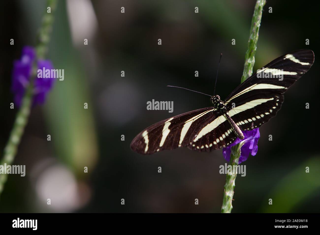 Zebra Longwing Butterfly Heliconius charithonia Flower Plant Stock