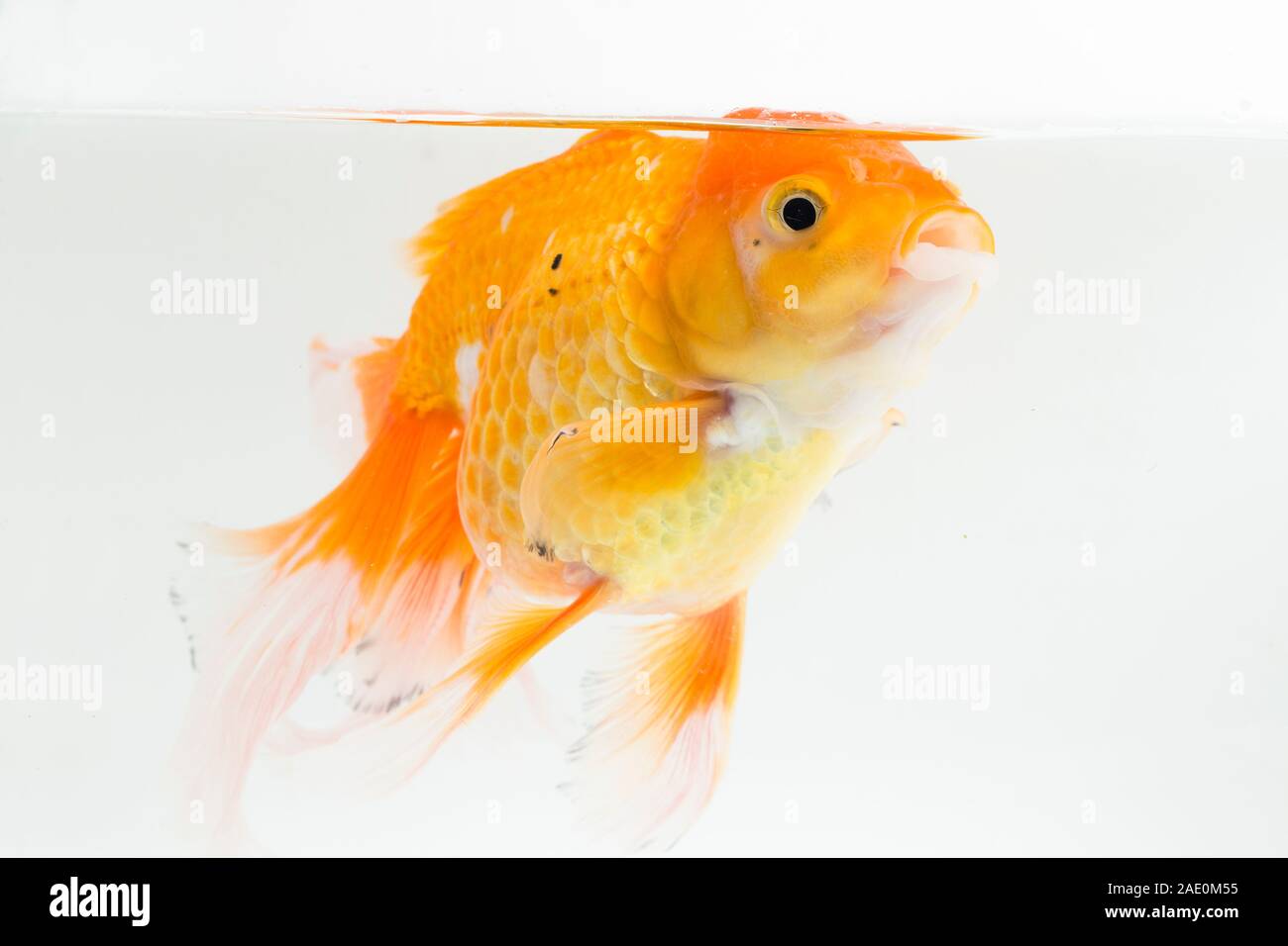 Beautiful Orange Oranda Goldfish (Carassius auratus) diving in fresh water glass tank isolated on white background Stock Photo
