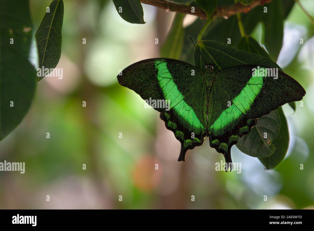 Emerald Swallowtail Butterfly Papilio Palinurus Green Stock Photo