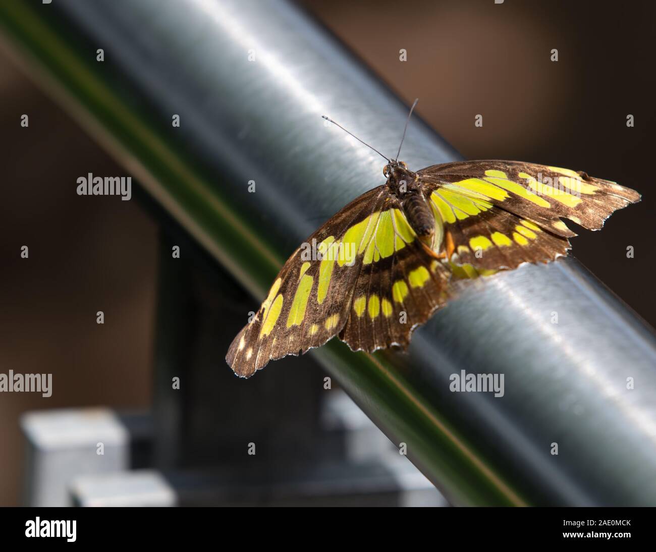 Malachite Butterfly Siproeta Stelenes Metal Stock Photo
