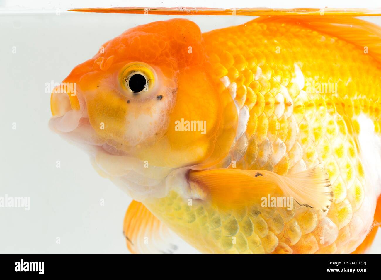 Beautiful Orange Oranda Goldfish (Carassius auratus) diving in fresh water glass tank isolated on white background Stock Photo