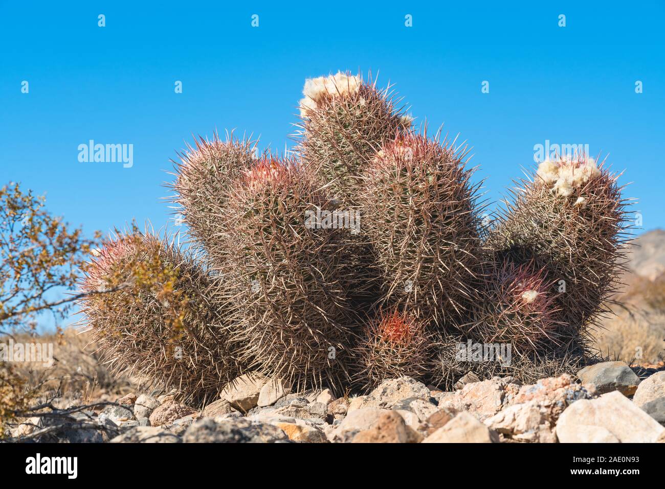 Cacti in desert. Death Valley National Park, California Stock Photo - Alamy