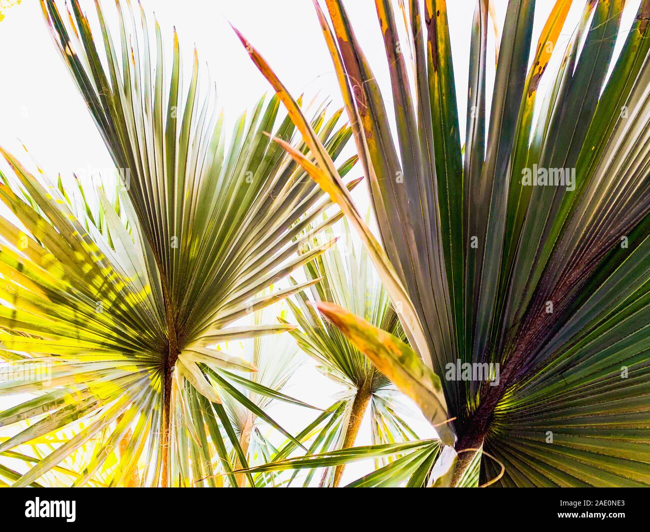 Palm tree leaves close up against clear blue sky. Floral background ...