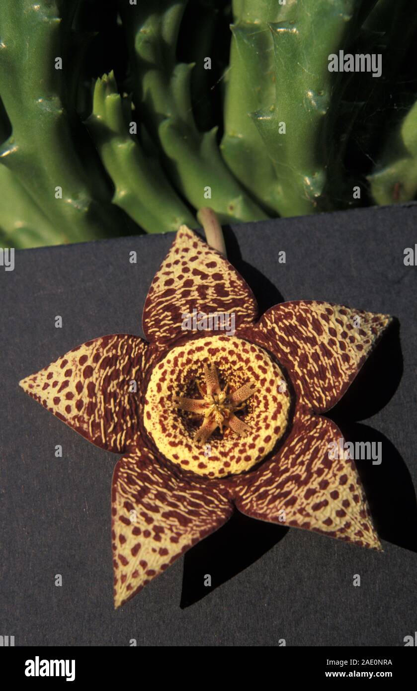 STAPELIA VARIEGATA (SYN ORBEA VARIEGATA ) KNOWN AS THE CARRION FLOWER OR STAR FLOWER, HAS A PUNGENT ODOUR THAT SMELLS OF DEAD MEAT Stock Photo
