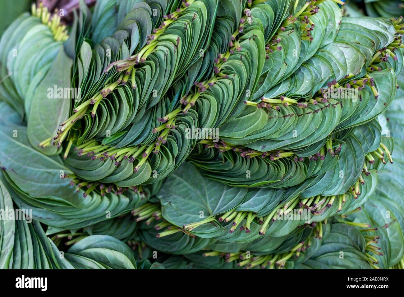 Betel leaves,usually consumed with areca nut,  found arranged artfully in a Burmese market in Mandalay, Myanmar (Burma) Stock Photo