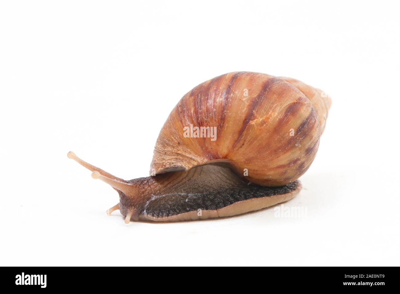 Giant African Land Snail Achatina Fulica Isolated On A White