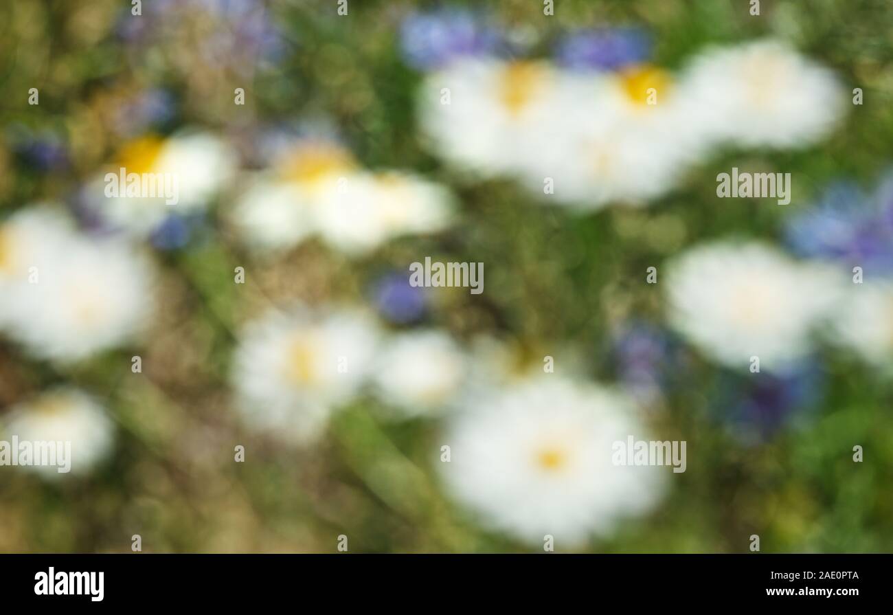 Flowers field on countryside with warm light, on unfocus. Stock Photo