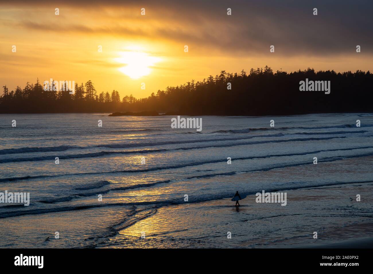Long Beach, Near Tofino and Ucluelet in Vancouver Island, BC, Canada.  Silhouette Surfer with a Surf Board walking in water with golden sunset on the Stock Photo
