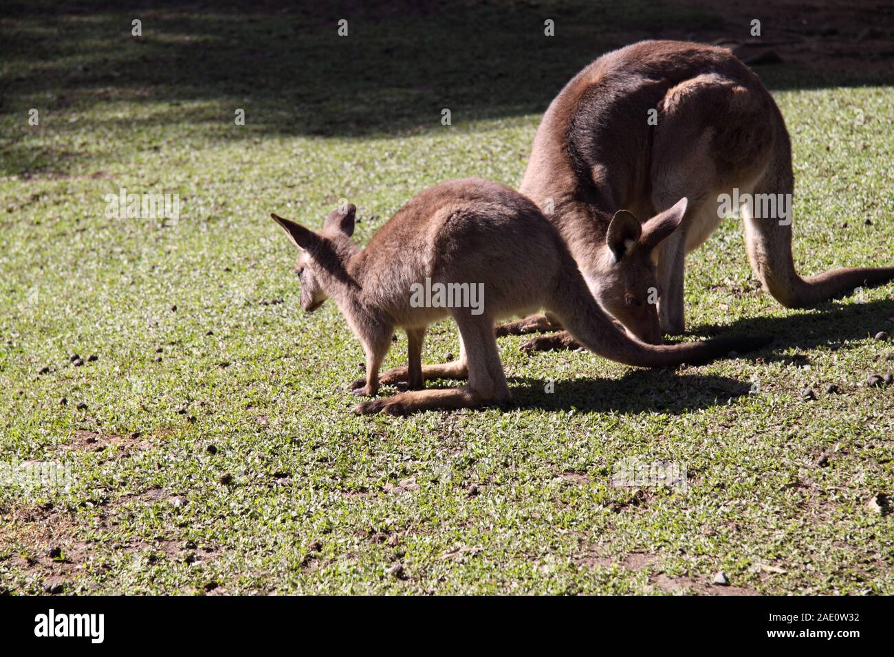 Female Red Kangaroo (Macropus Rufus) Feeding with Joey Stock Photo