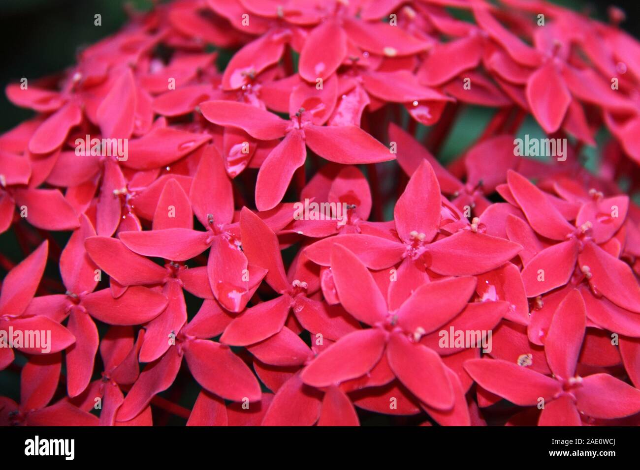Cluster of Red Flowers of the Jungle Flame (Ixora Coccinea) Stock Photo