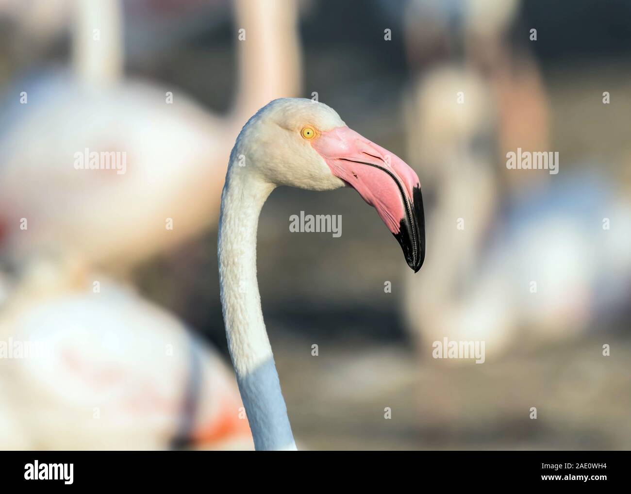 Caribbean pink flamingo at Ras al Khor Wildlife Sanctuary, a wetland reserve in Dubai, United Arab Emirates Stock Photo