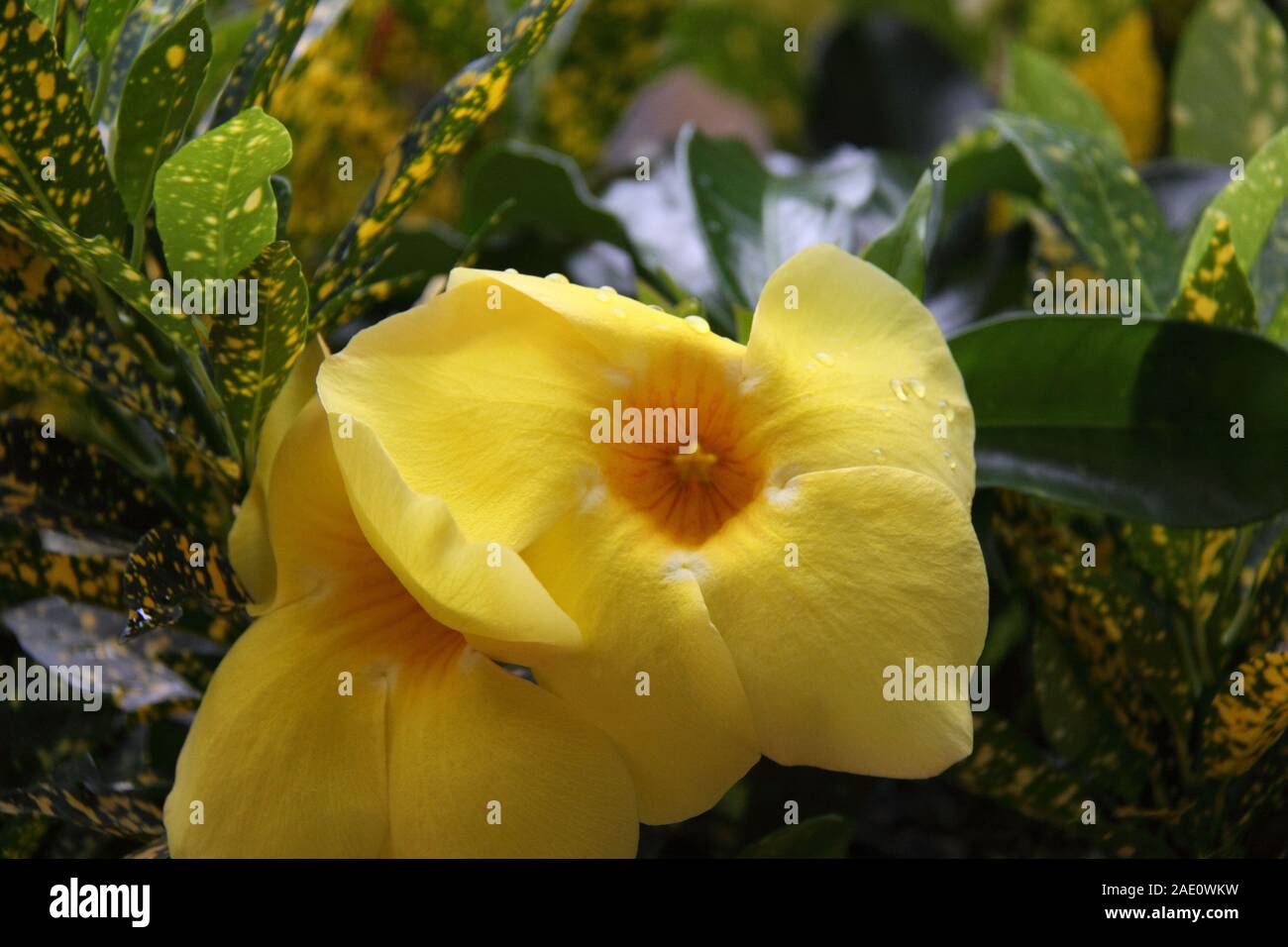 Yellow Flowers of the Angels Trumpet (Allamanda Cathartica) among Foliage of the Varigated Croton (Codiaeum Variegatum) Stock Photo