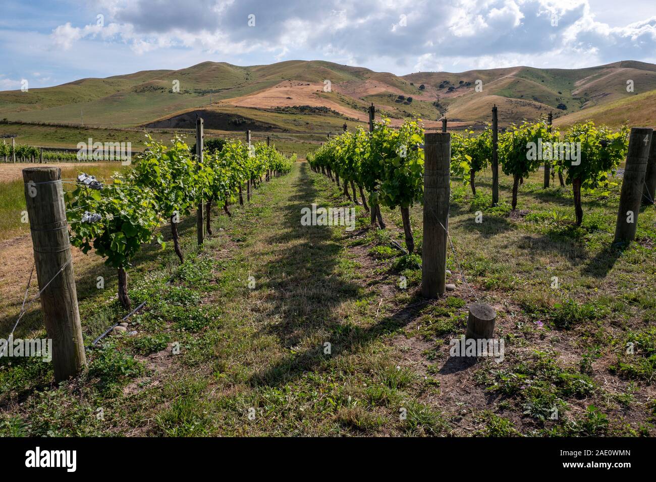 Cloudy Bay Winery in New Zealand Stock Photo - Image of plant, vineyard:  196698398