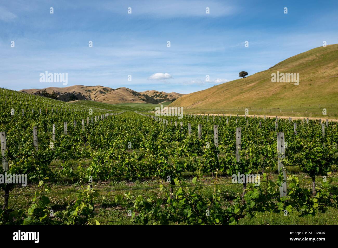 Vineyards of the Cloudy Bay estate in the Marlborough region of New  Zealand's south island Stock Photo - Alamy