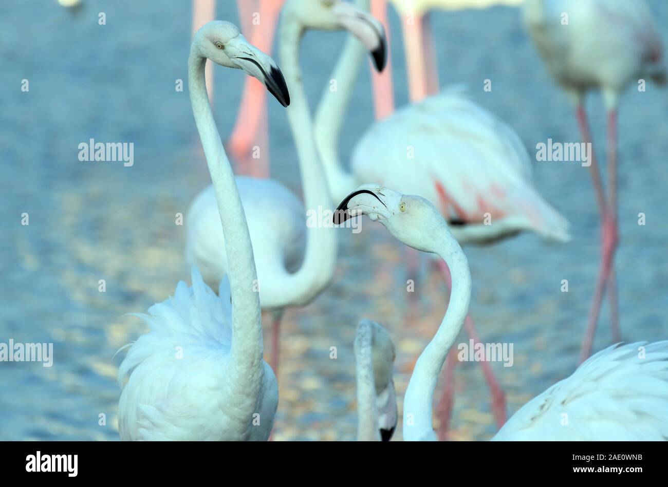 Caribbean pink flamingo at Ras al Khor Wildlife Sanctuary, a wetland reserve in Dubai, United Arab Emirates Stock Photo