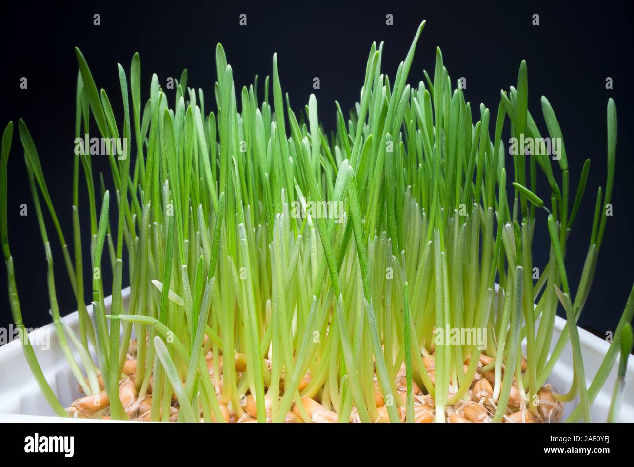 Edible grass deals