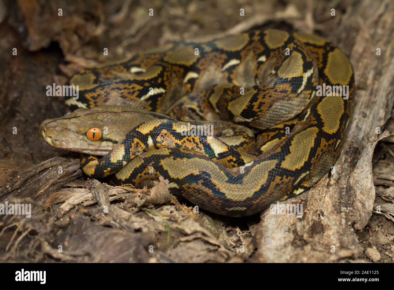 Reticulated Python Hatchling